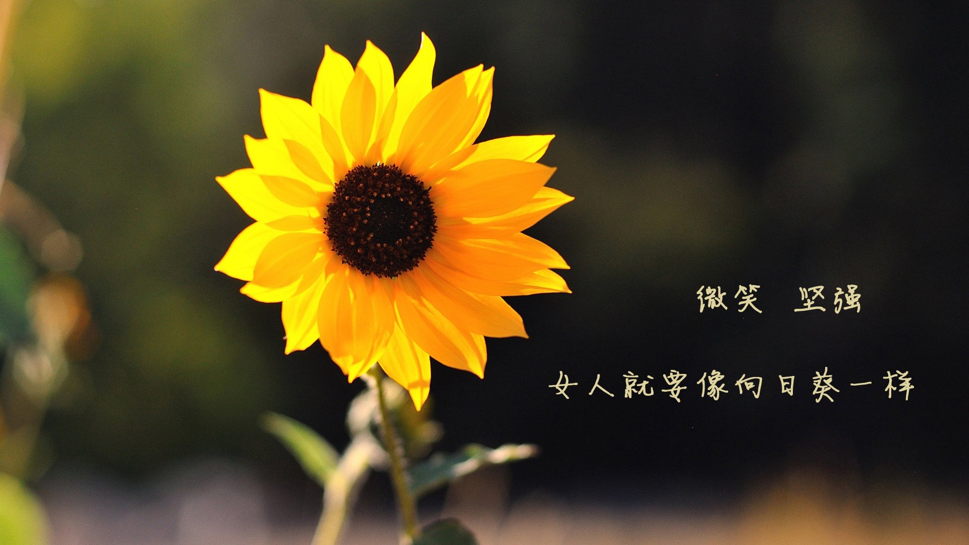 赫尔辛基主场失利，逆风而行需要努力，赫尔辛基俱乐部