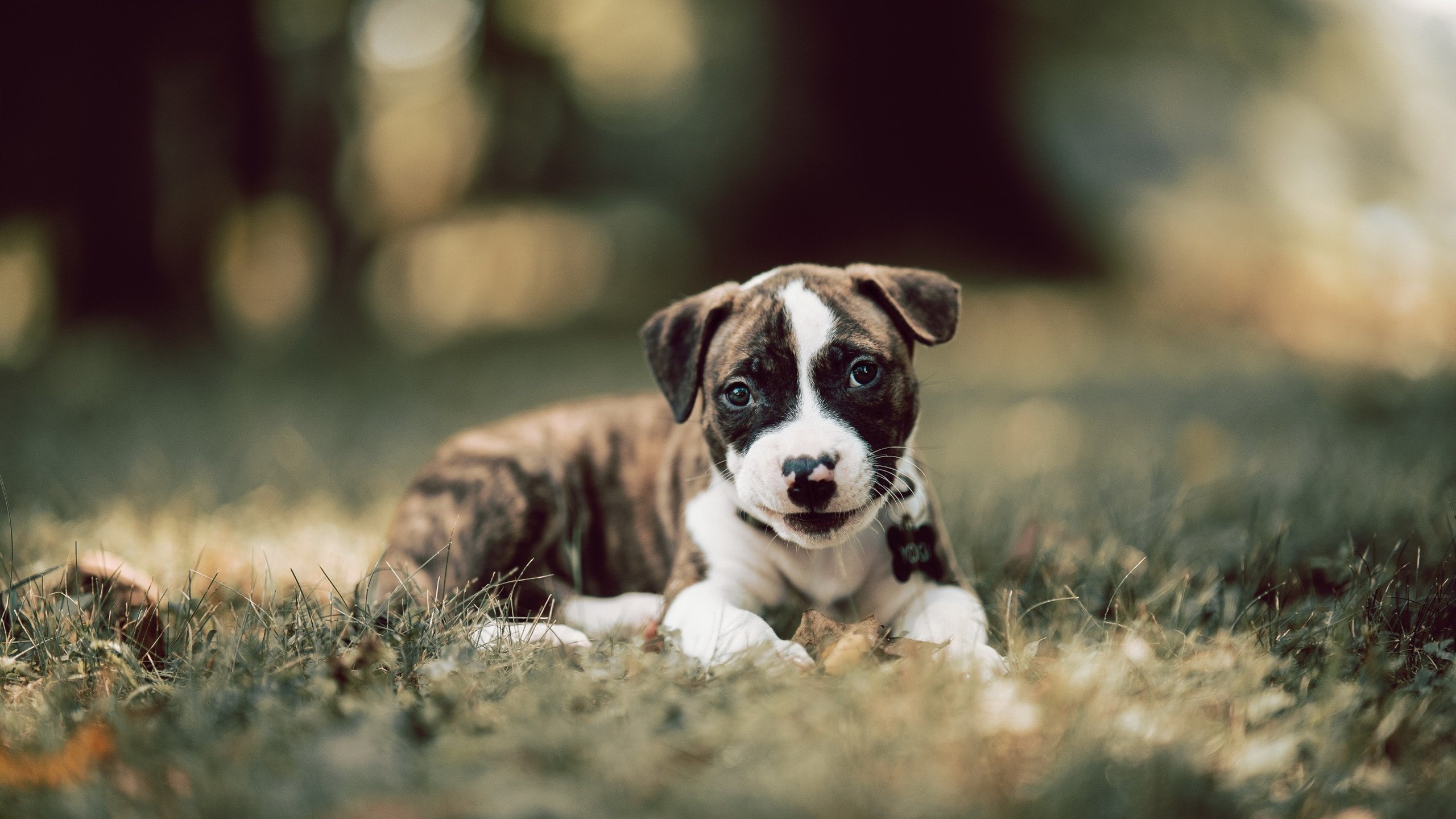 九游娱乐官网 (jiuyou)-职业联赛积分体系难激发下游竞争，职业联赛的奖金都是什么单位给的