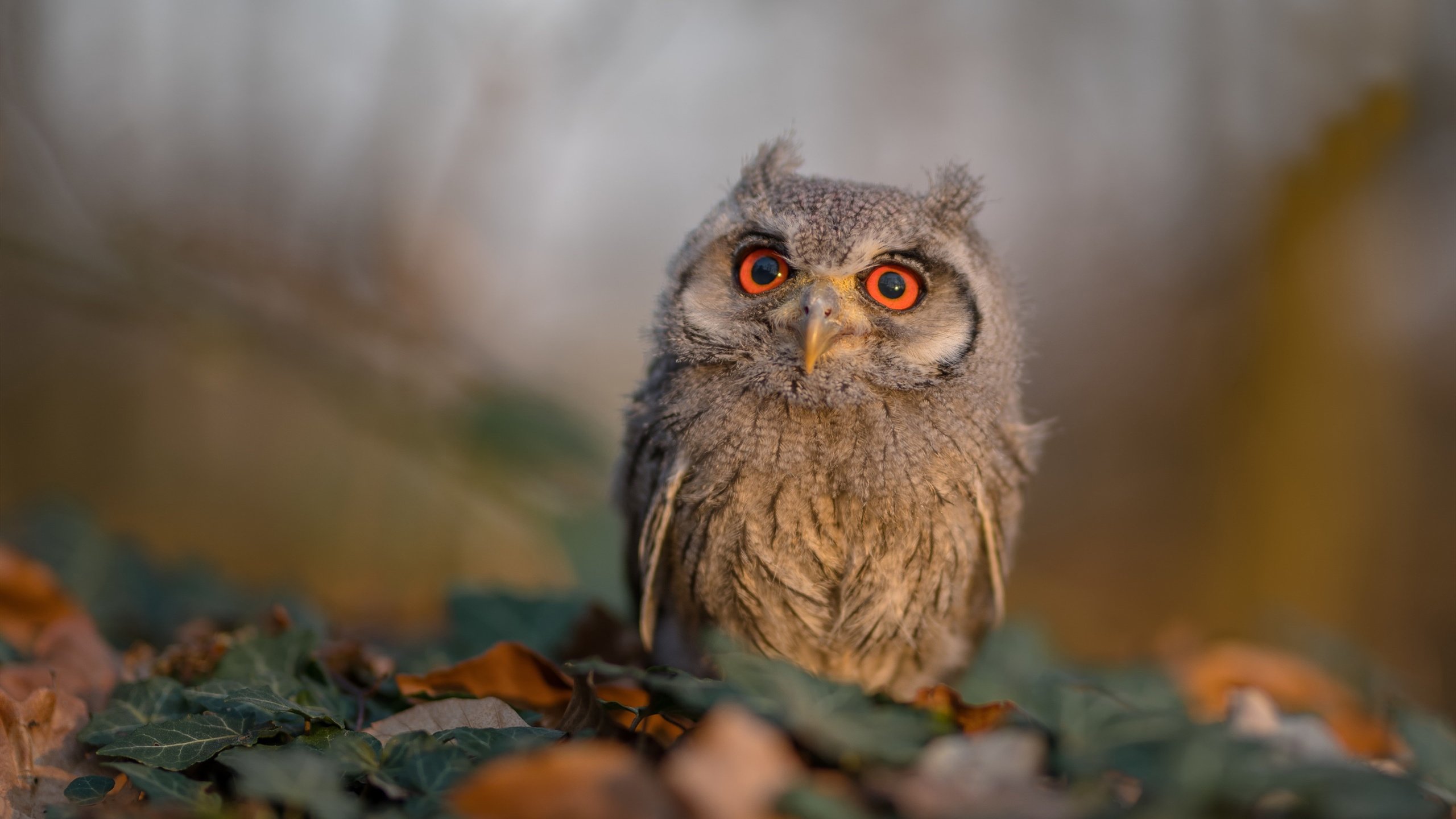 九游app官网下载-中国女排三连胜晋级八强士气高涨，中国女排3大赛战绩表