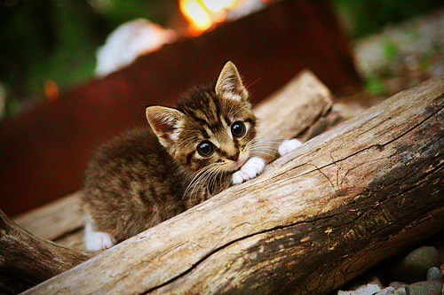 中超联赛吸引国际明星，市场影响力扩大