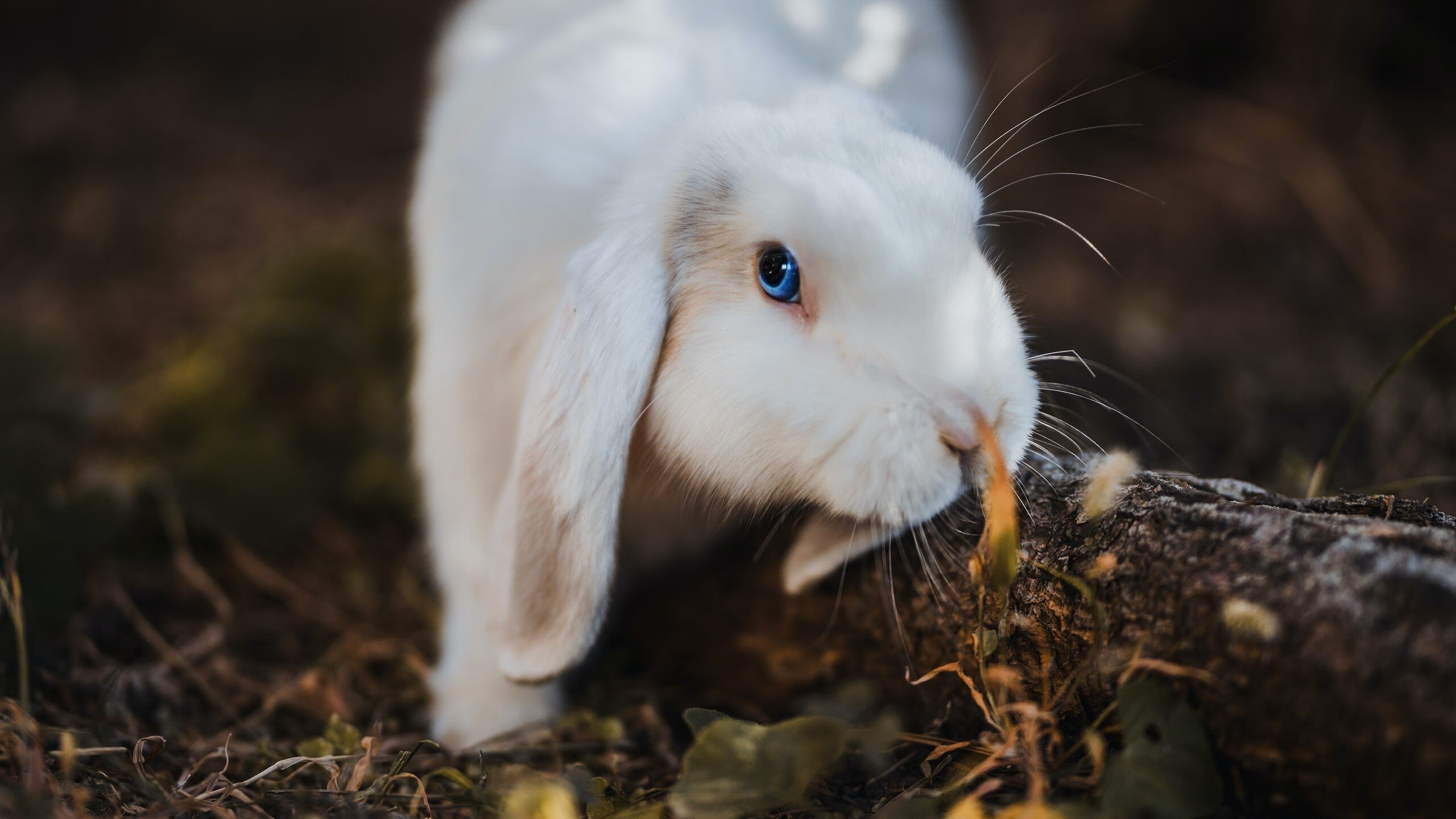 九游网页版官网-奥斯马尔·奥尔韦拉跳板项目新星崛起，奥尔维斯