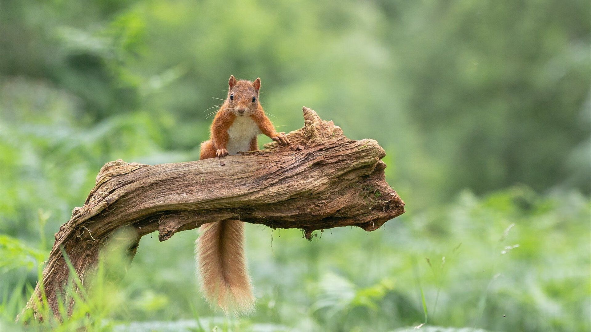 九游（jiuyou.com）游戏-普费夫以实力诠释跳水魅力，俄罗斯普费普费舞会