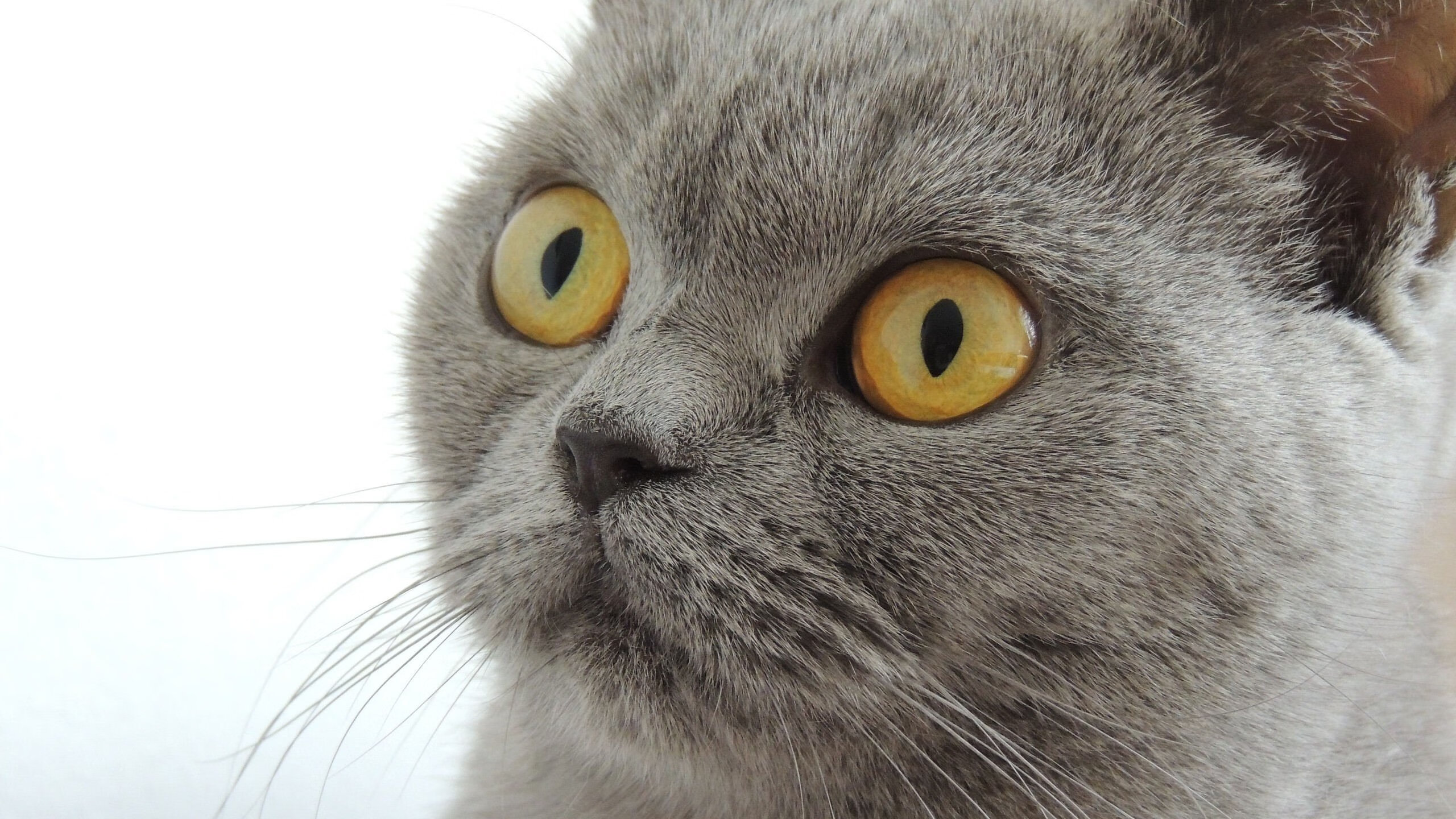 九游官网pc-法国队混合接力表现赢得国际赞誉，法国队 混双