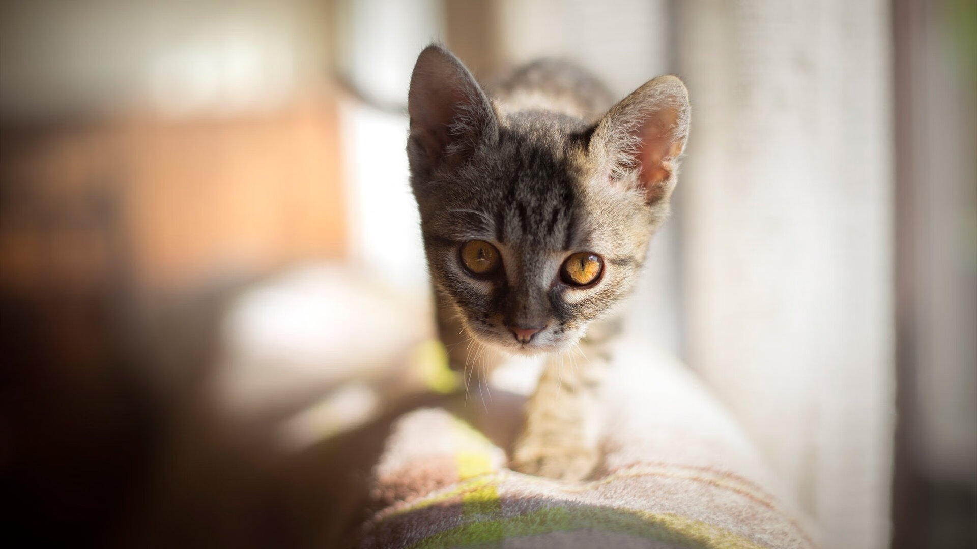 波尔曼凭借精准传球与突破力，成为袋鼠队进攻核心，波尔曼是什么意思