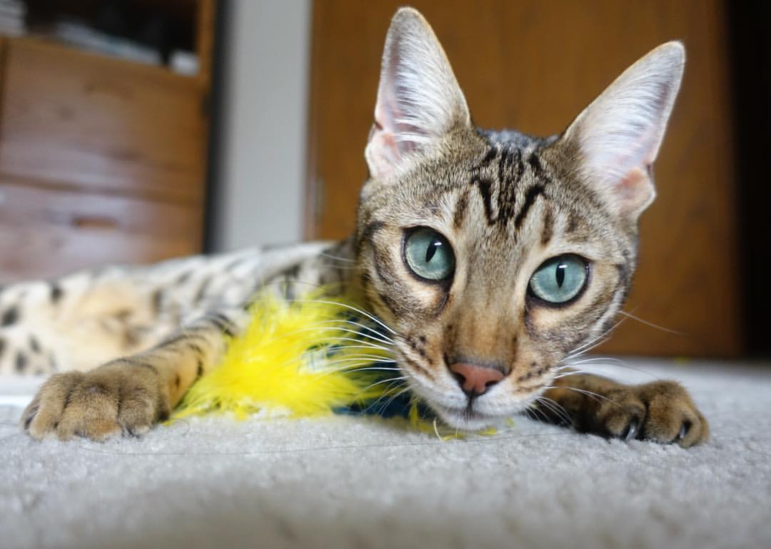 九游娱乐官网 (jiuyou)-湖人队主场赢得胜利NBA季后赛，湖人主场时隔8年再迎季后赛