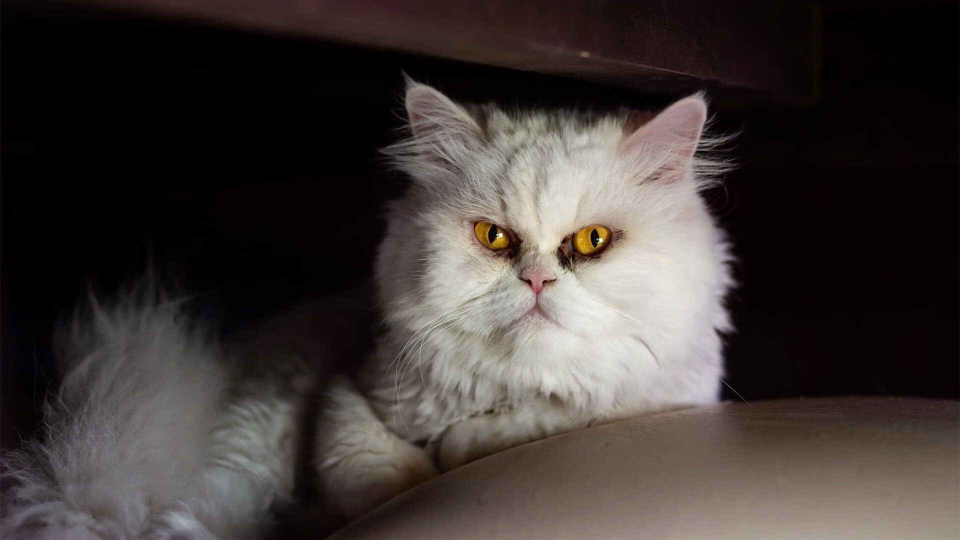 九游app下载中心-陈芋汐10米跳台决赛夺冠掀起关注，陈芋汐最后一跳多少分